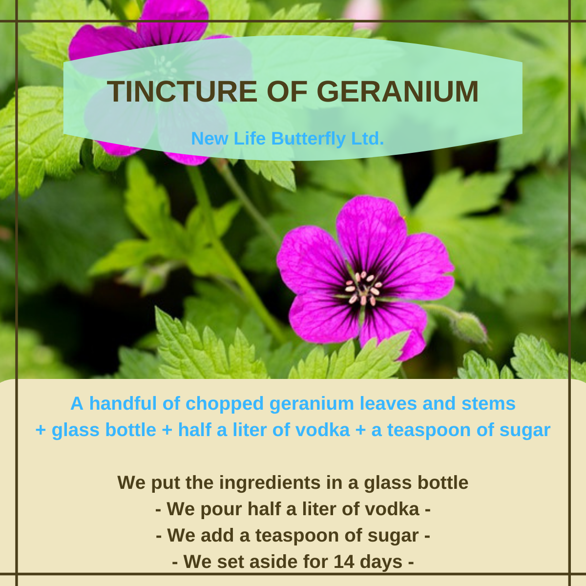 Read more about the article Anginka – roślina, którą warto mieć w domu!