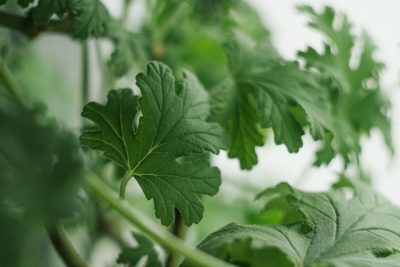 geranium-4287012_640